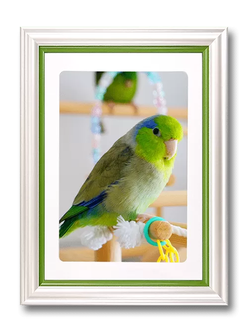 インコの遺影（グリーン）