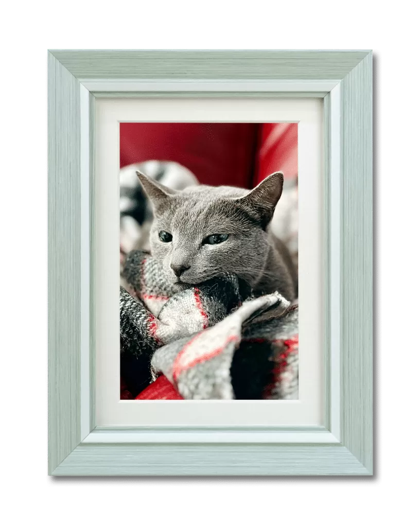 猫のペットの遺影（ライトグリーン）