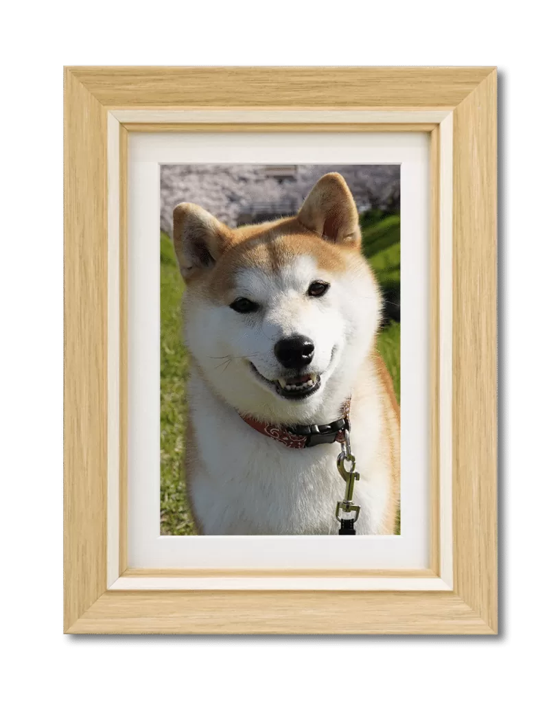 柴犬のペット遺影（ベージュの額）