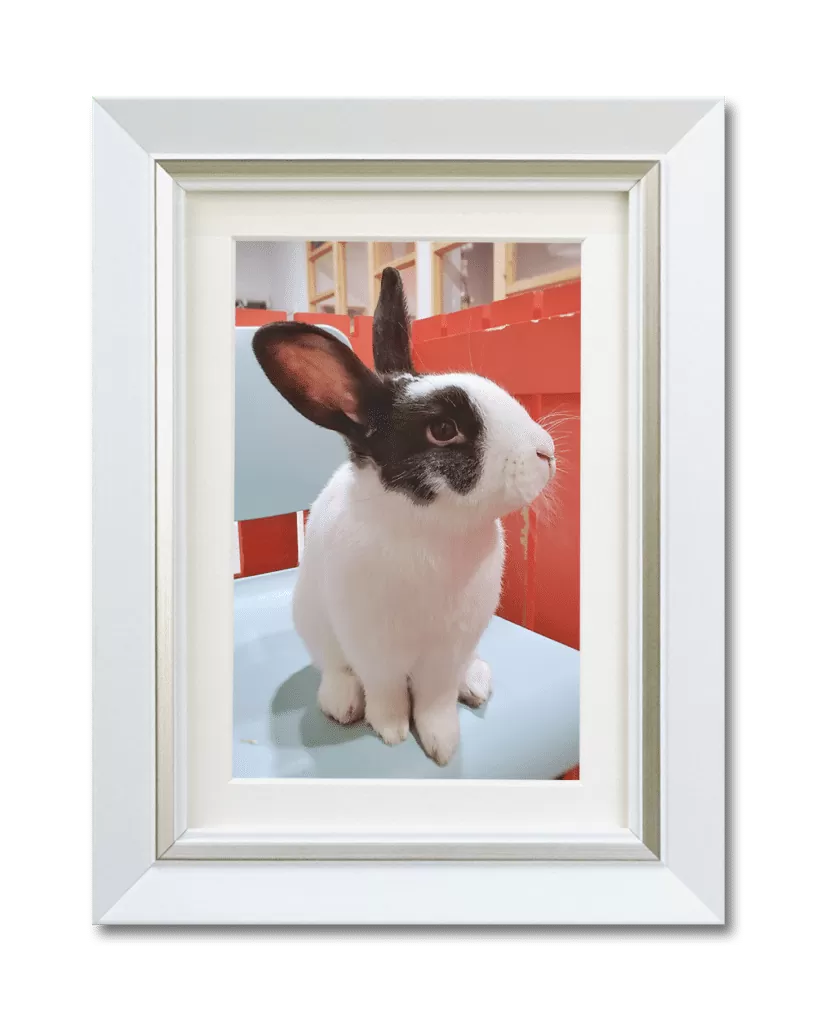 うさぎのペットの遺影（ホワイト）