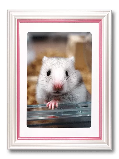 ハムスターのペット遺影（ピンク）