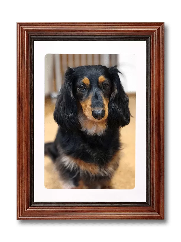 犬のペット遺影（ブラウン）