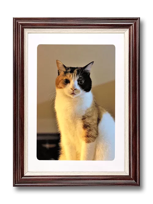 猫のペット遺影（ダークブラウン ）