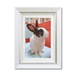 ペット用遺影額（ホワイト）