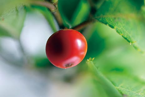 緑の実を赤に変更