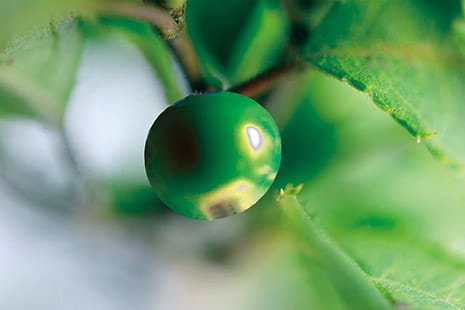 緑の実 緑の実