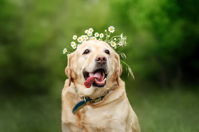 犬
